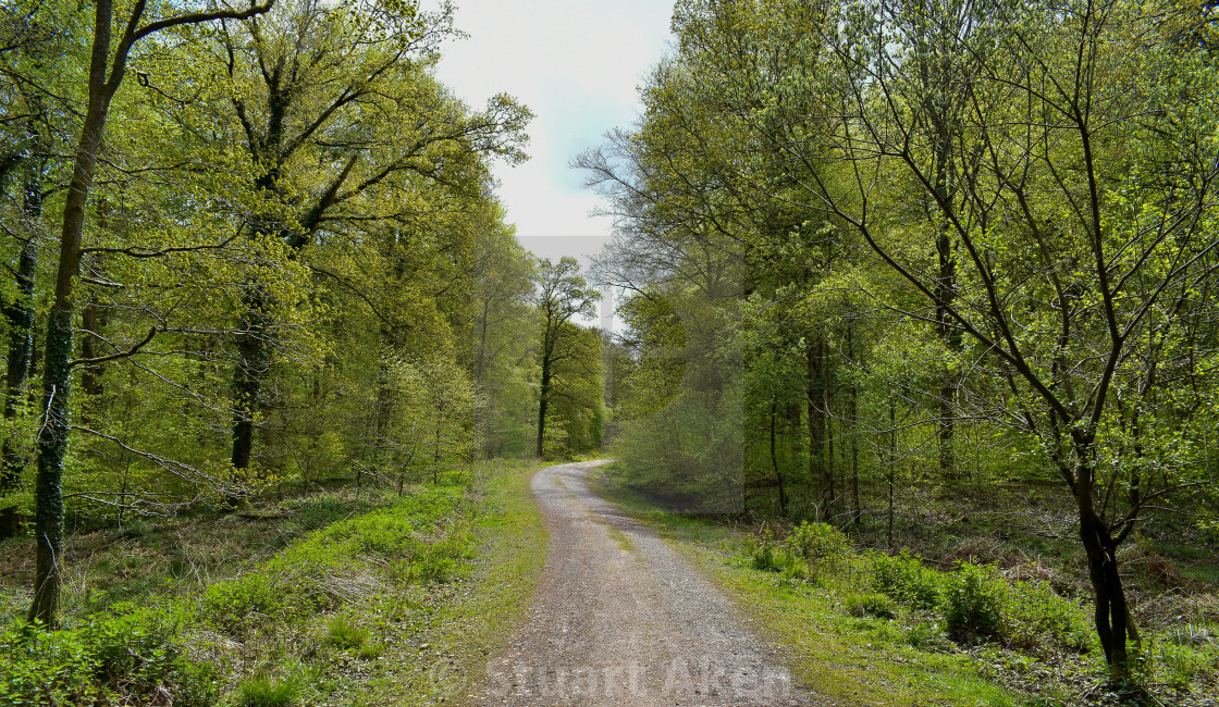 "Forest Path #22" stock image