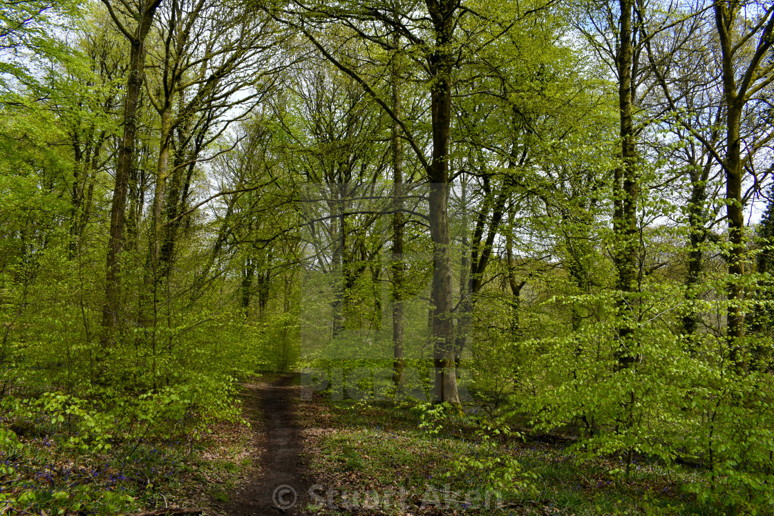 "Forest Path #23" stock image