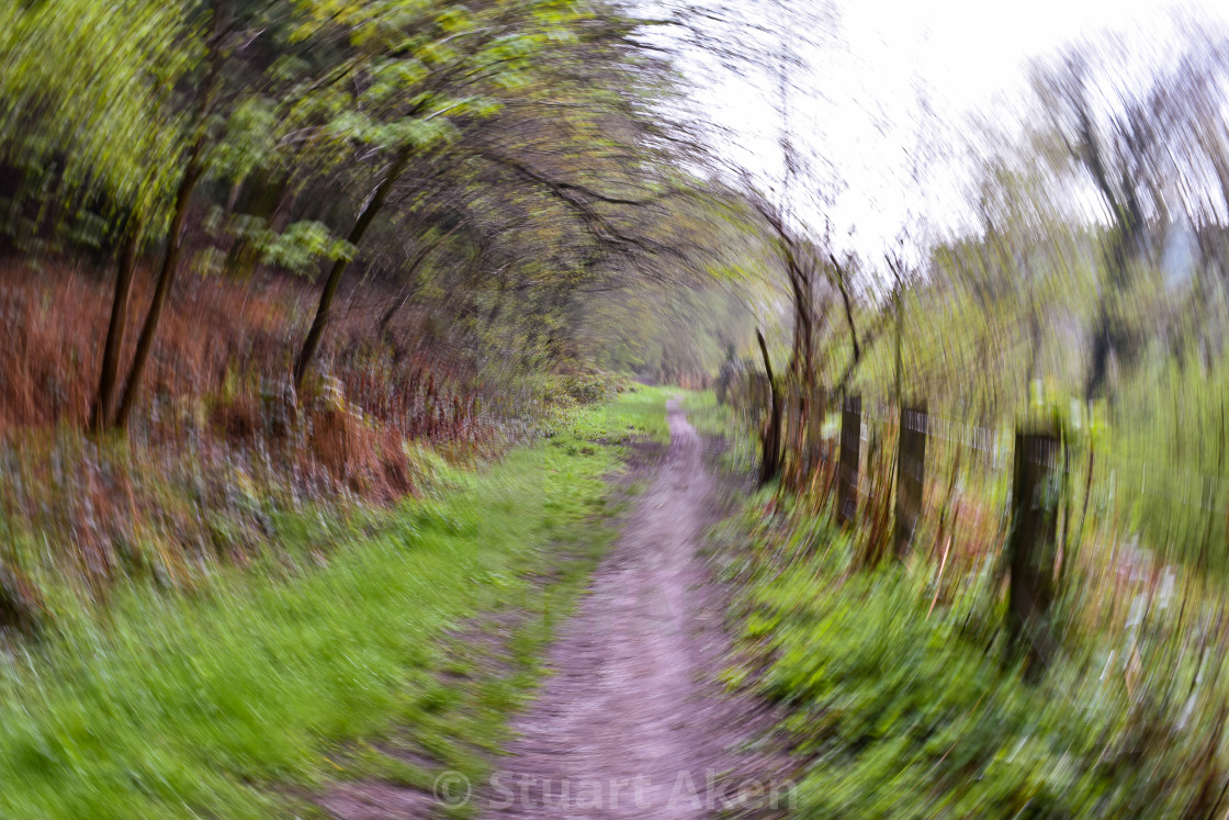 "Forest Path #24" stock image