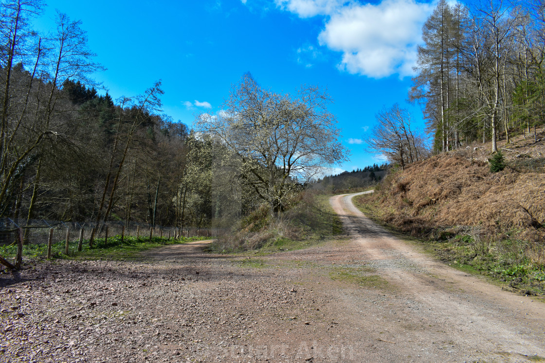 "Forest Path #27" stock image