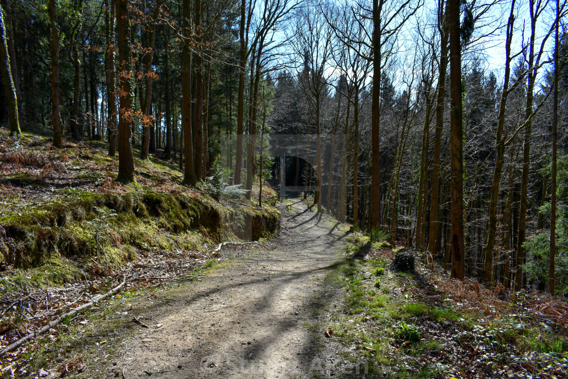 "Forest Path #28" stock image