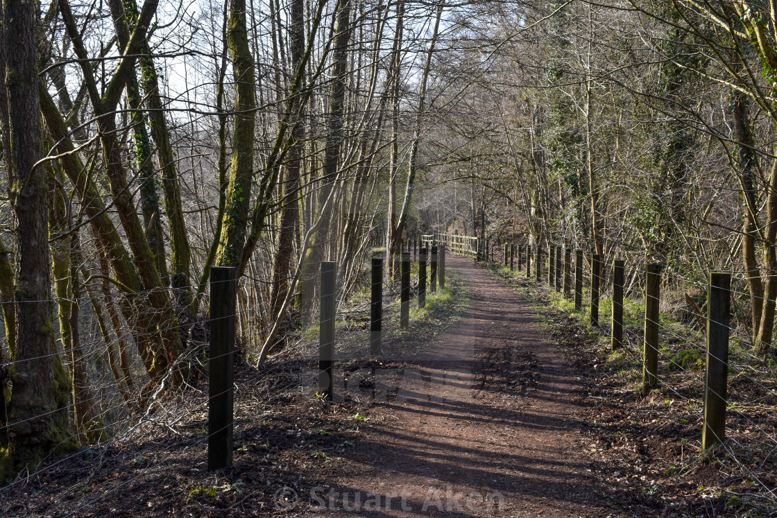 "Forest Path #29" stock image