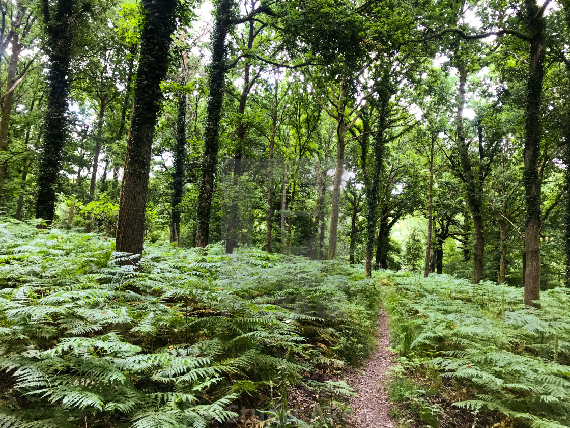 "Forest Path #30" stock image