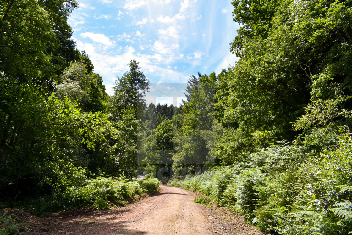 "Forest Path #31" stock image