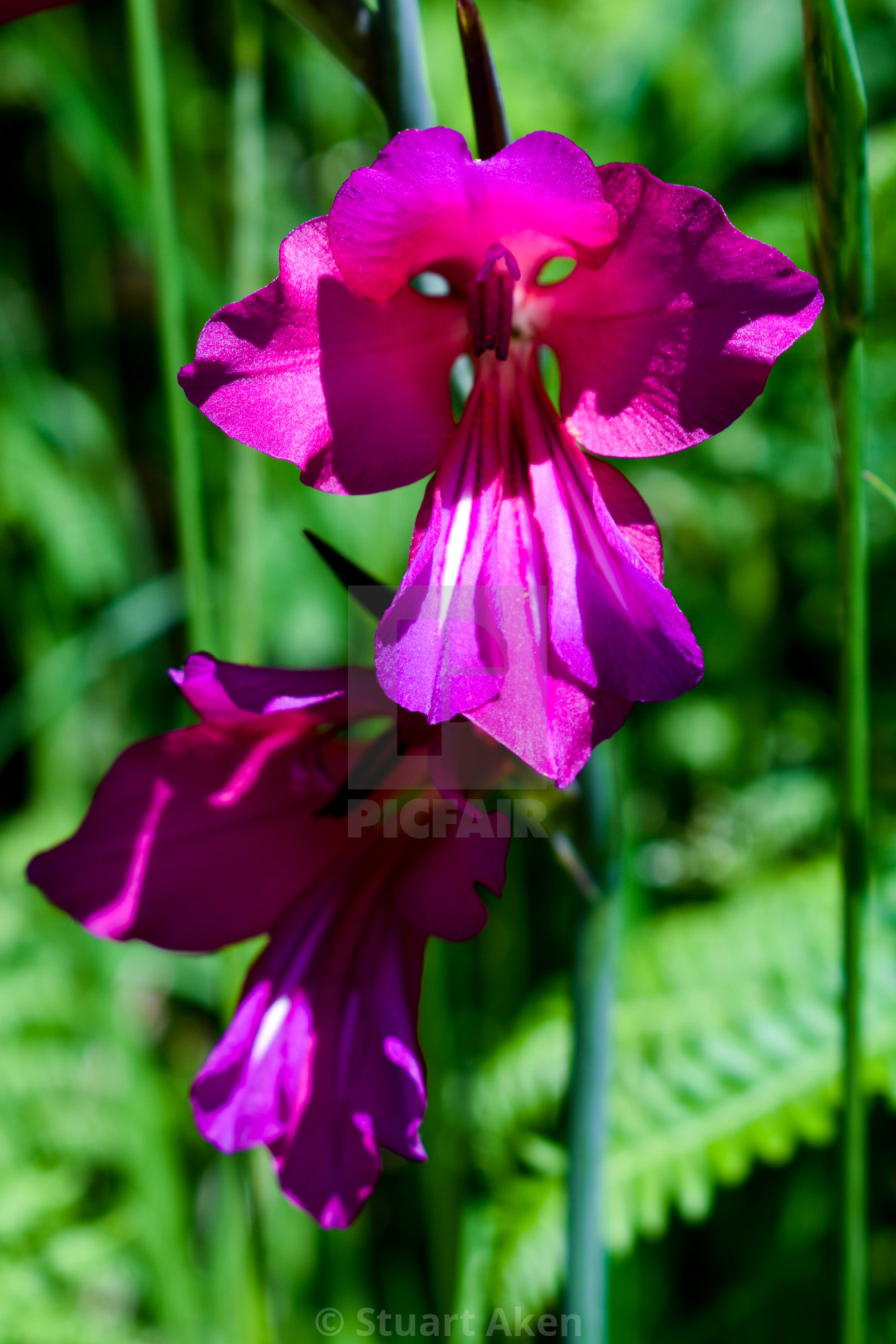 "Orchid" stock image