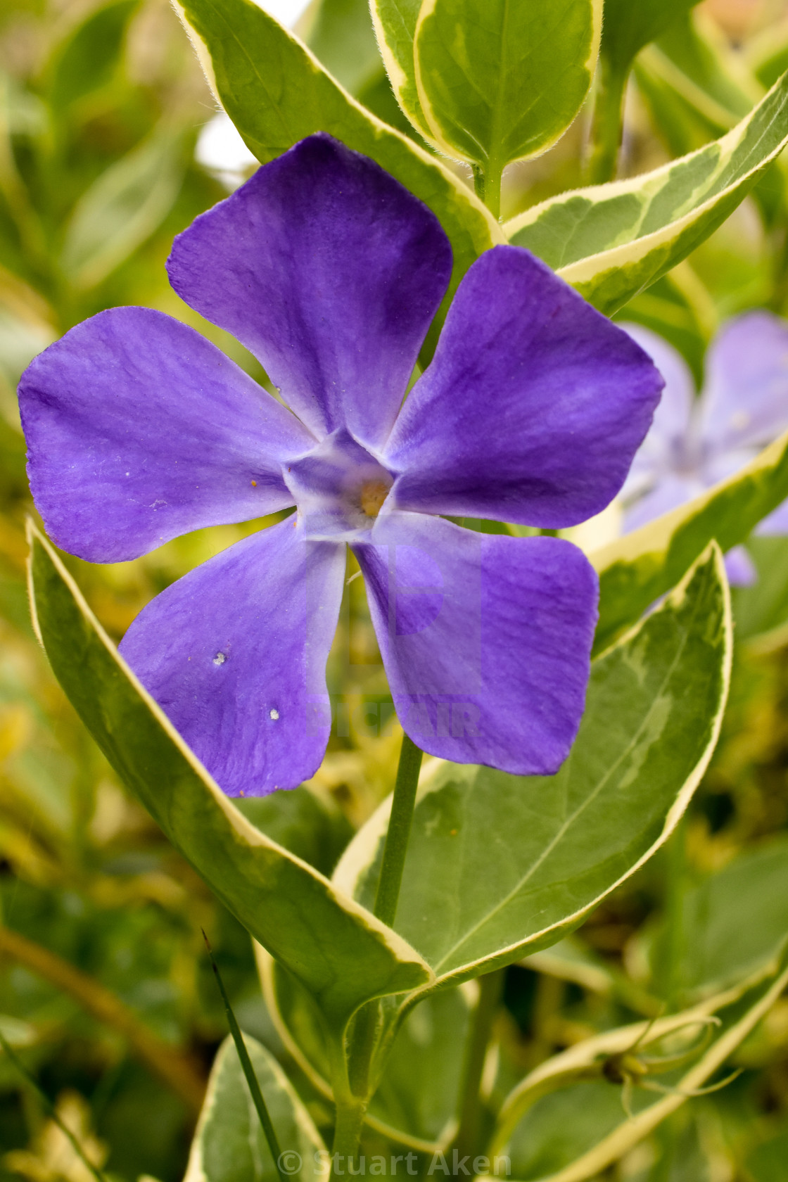 "Periwinkle" stock image