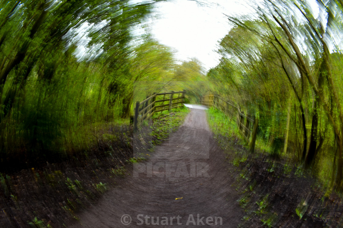 "Twisted Forest Path" stock image