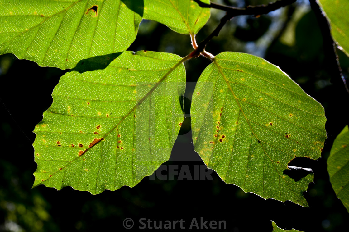 "Damaged Beech" stock image