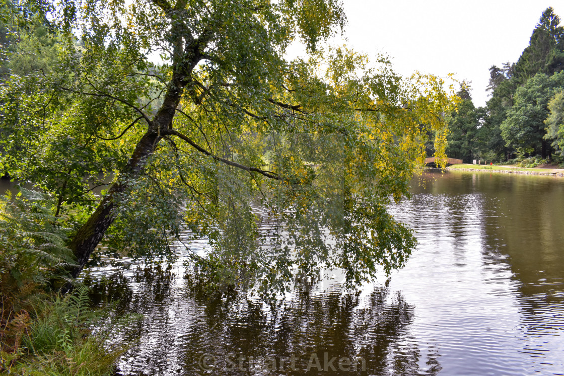 "Forest Waters #52" stock image