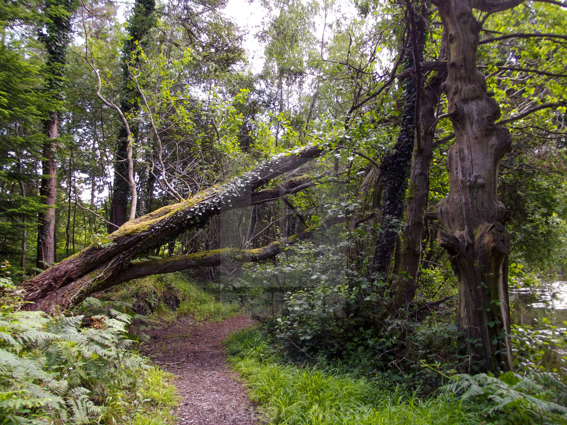 "Forest Path #37" stock image