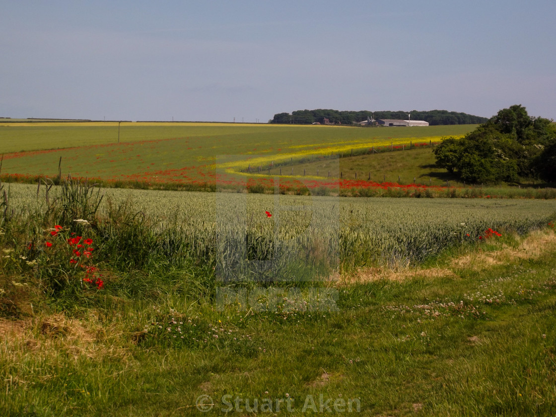 "Poppy Intrusion" stock image