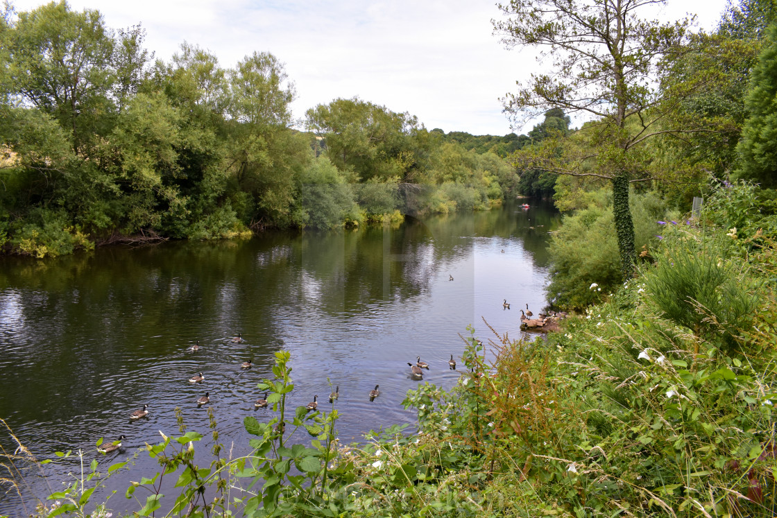 "Forest Waters #54" stock image