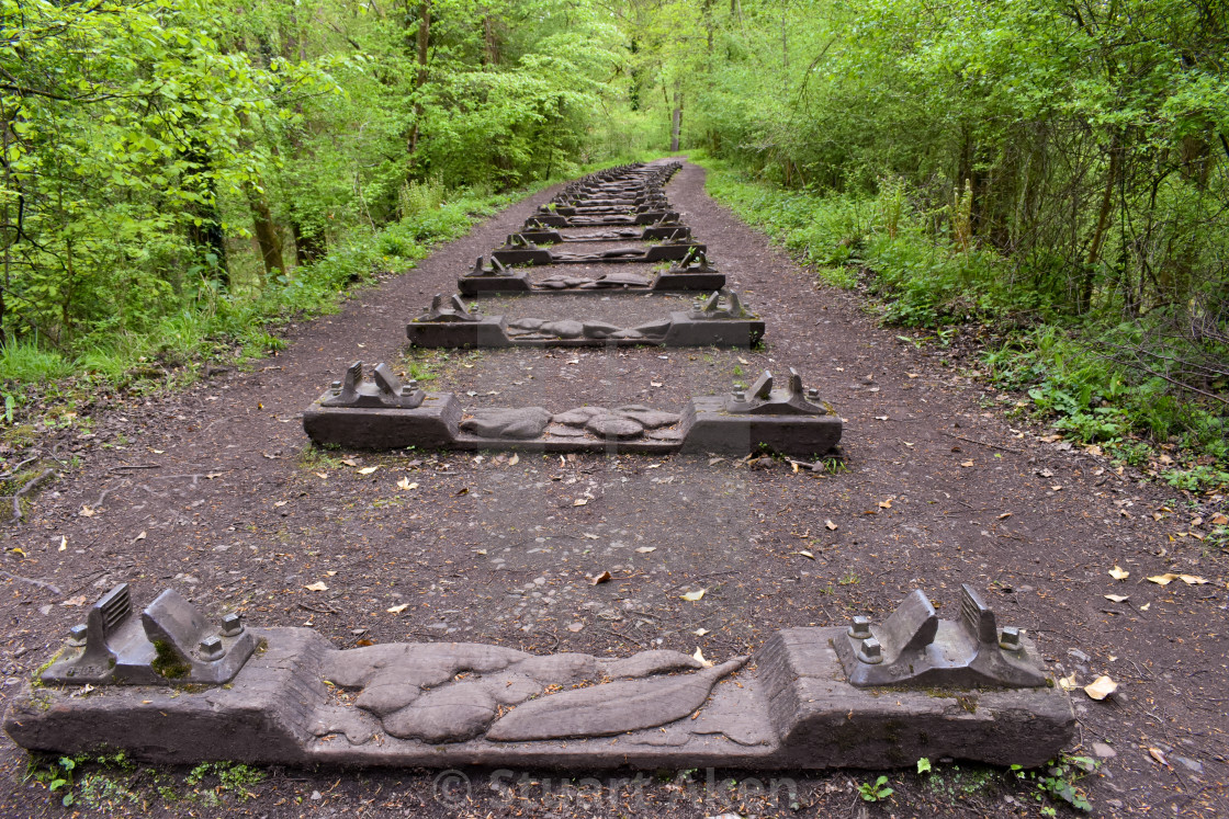 "Tracking the Forest" stock image