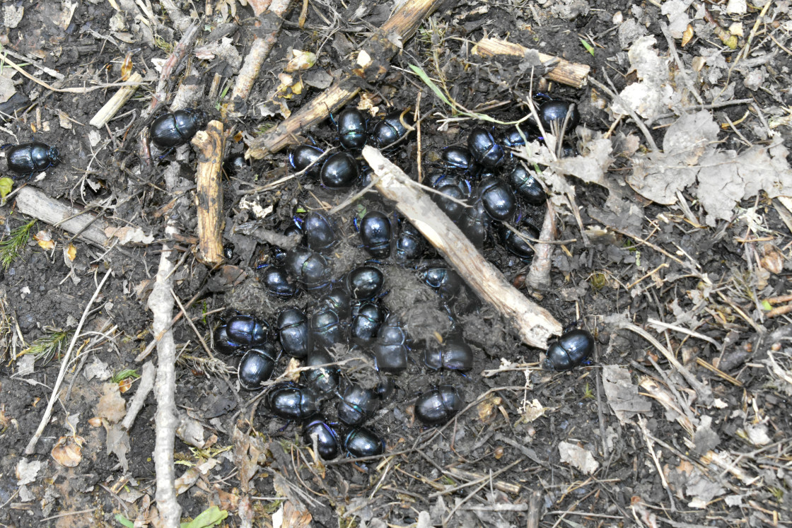 "Dung Beetles" stock image