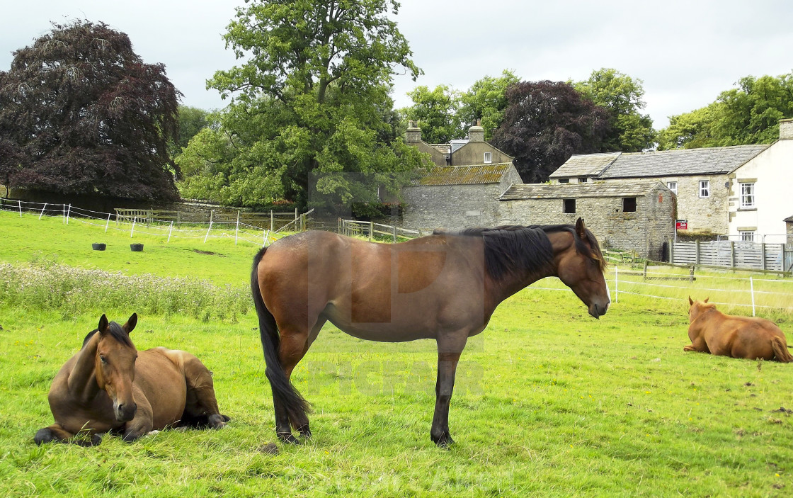 "Horse Trio" stock image