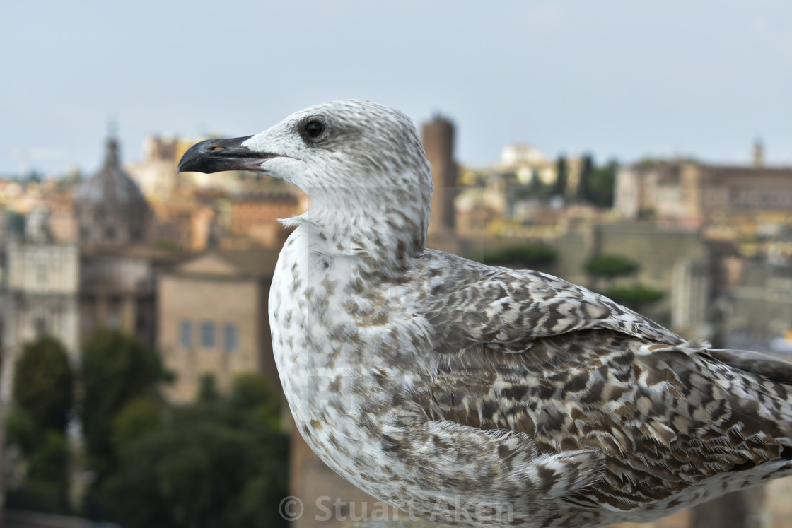 "Juvenile Gull" stock image