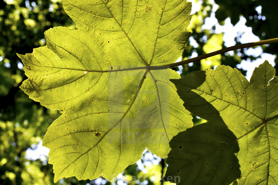 "Sycamore Shadow" stock image