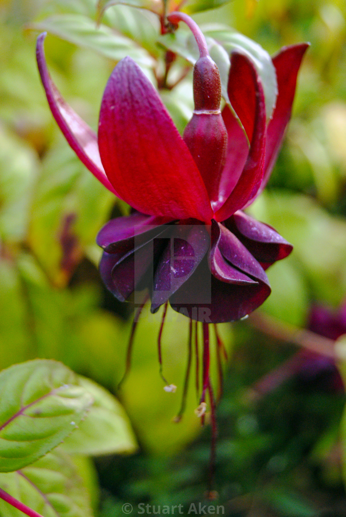 "Fuchsia" stock image