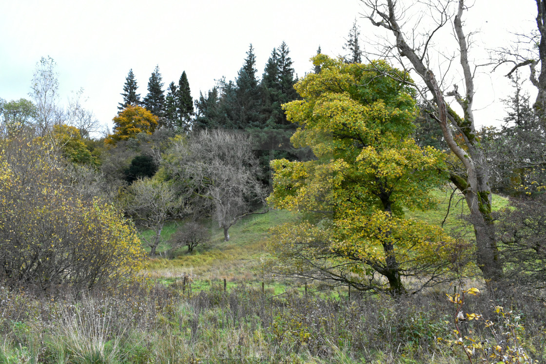 "Ghost Tree" stock image