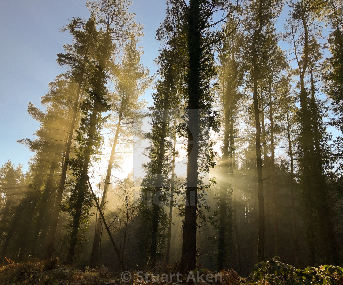 "Golden Mist" stock image