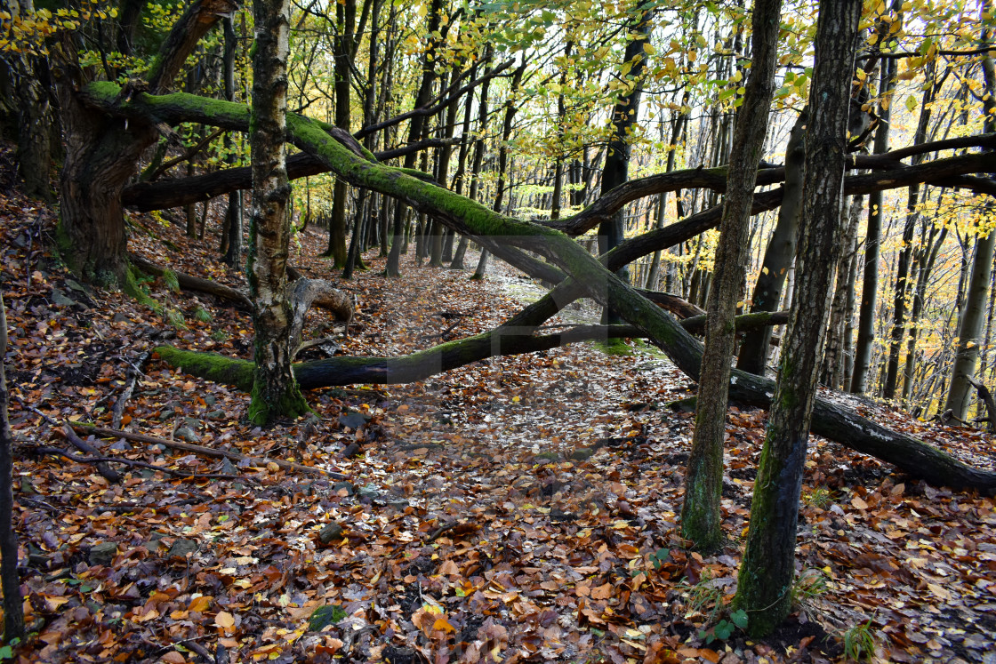 "Crossing the Path" stock image