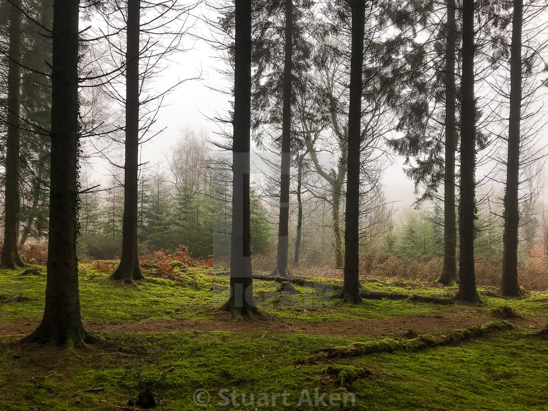 "Mossy Forest Floor" stock image