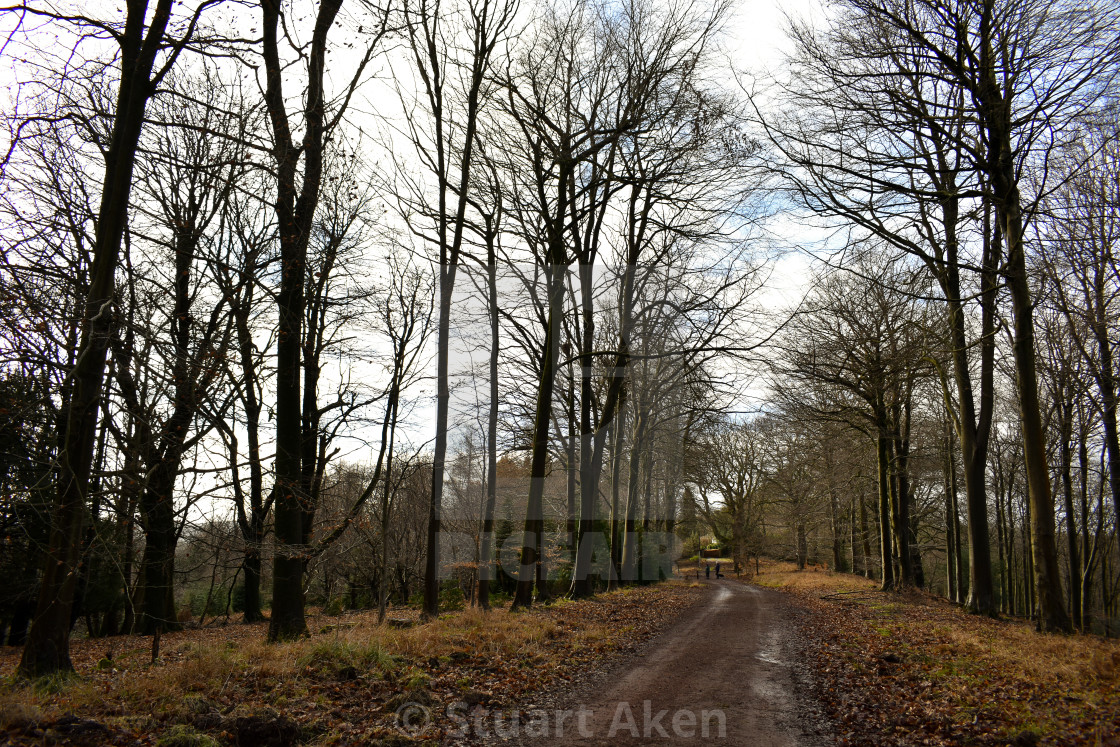 "Road Through the Trees" stock image