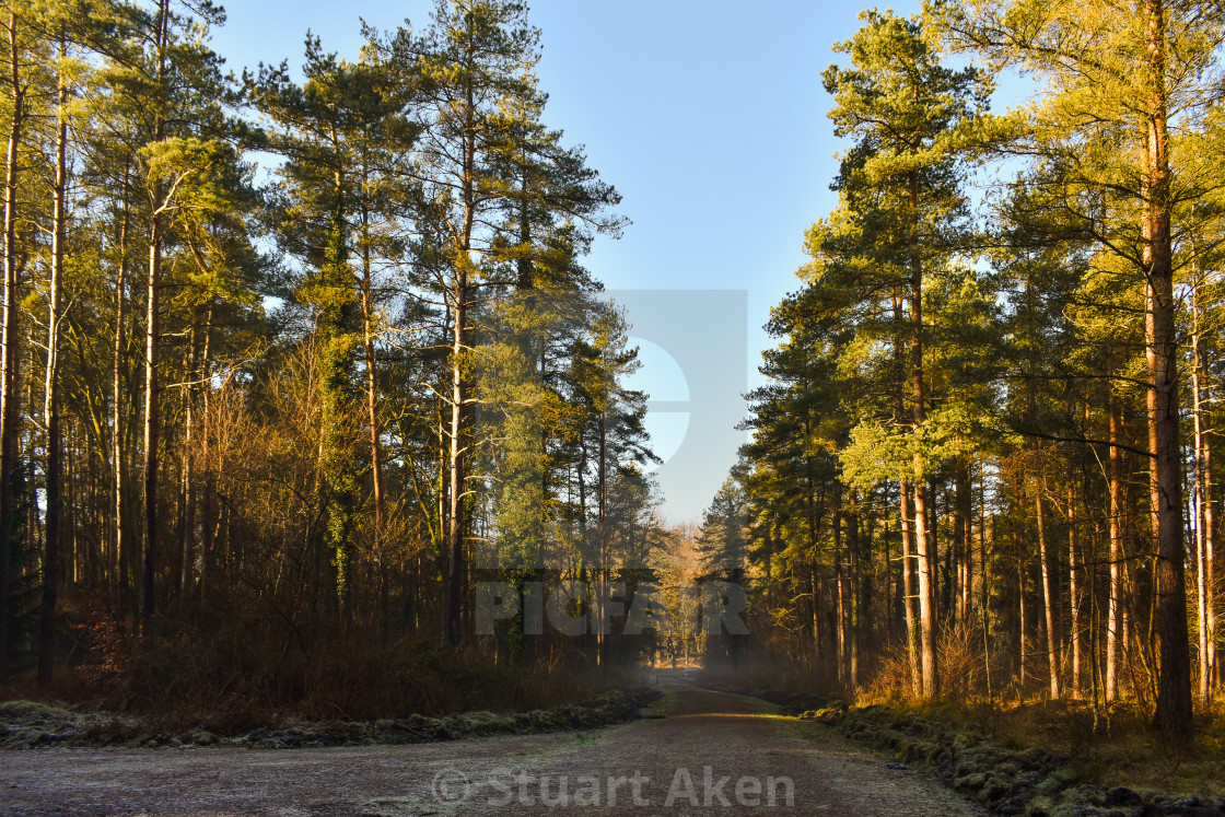 "Road Through Winter Wood" stock image