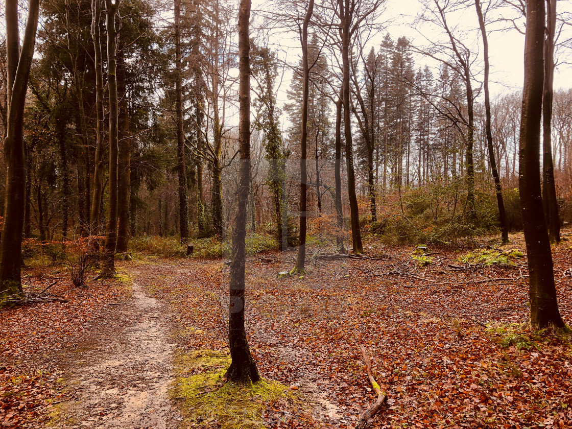 "Track Through Beeches" stock image