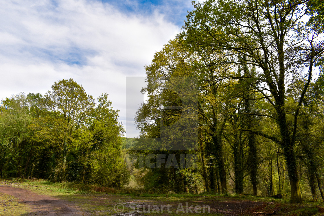 "Lush Green" stock image