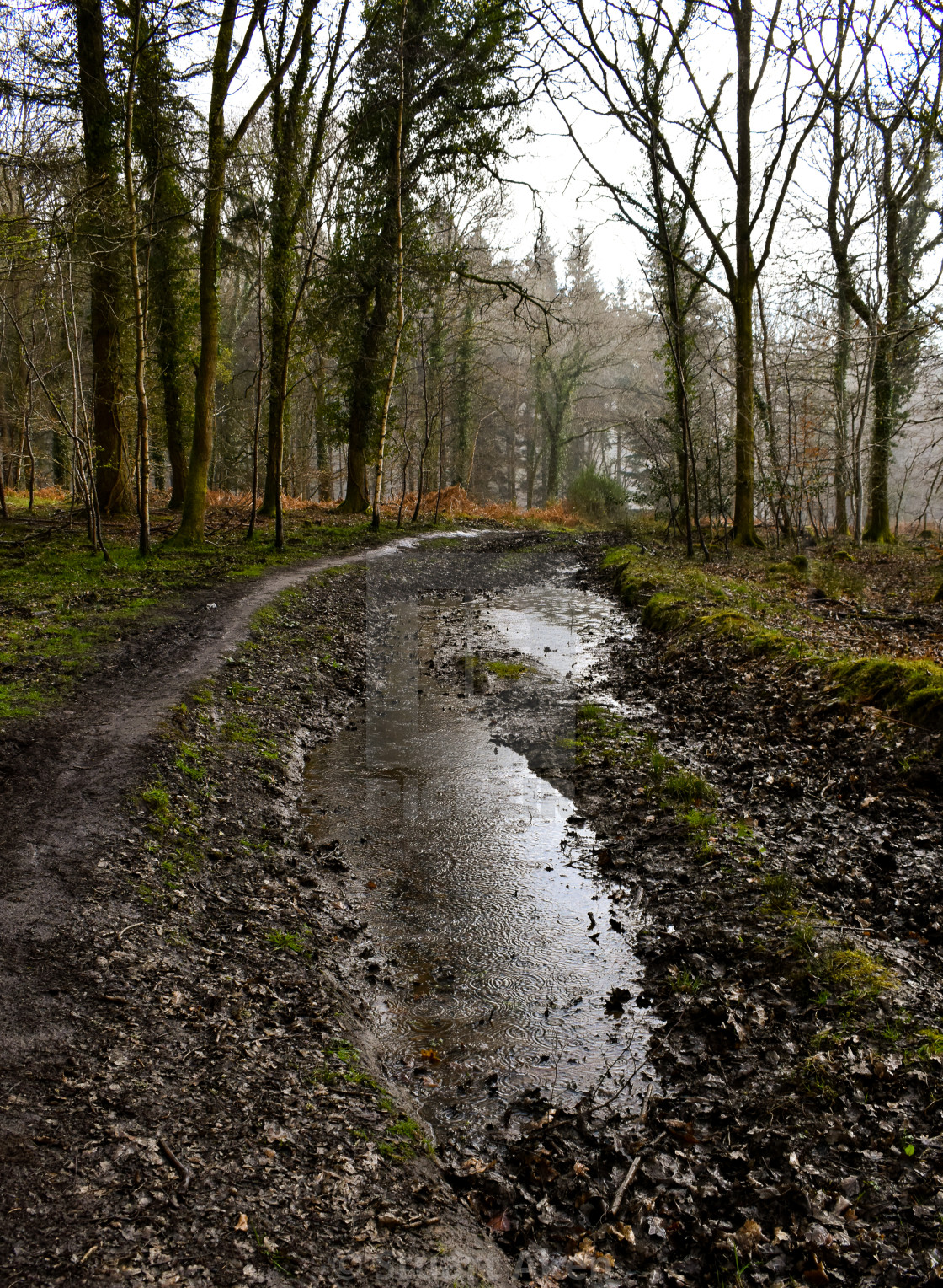 "Puddle in the Forest" stock image