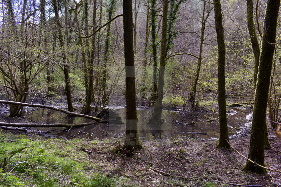 "Woodland Marsh" stock image