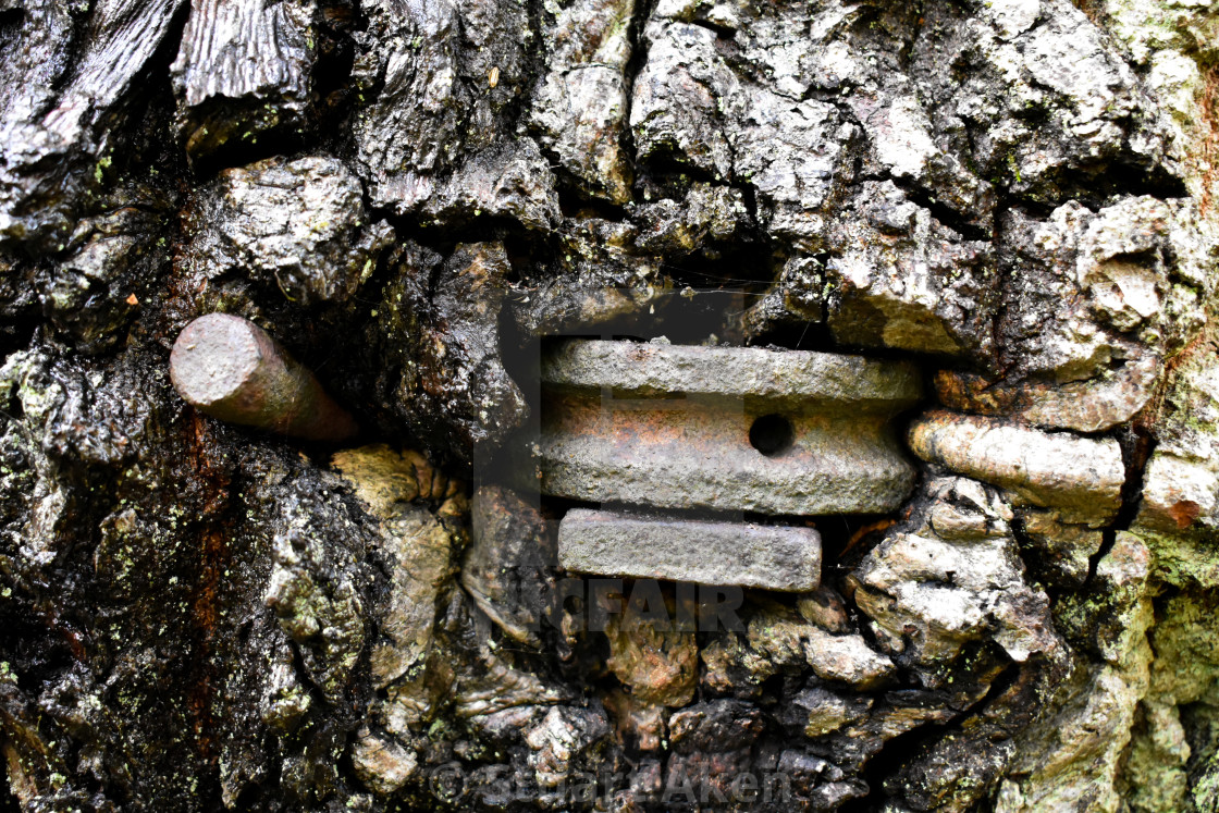 "Buried in Bark" stock image