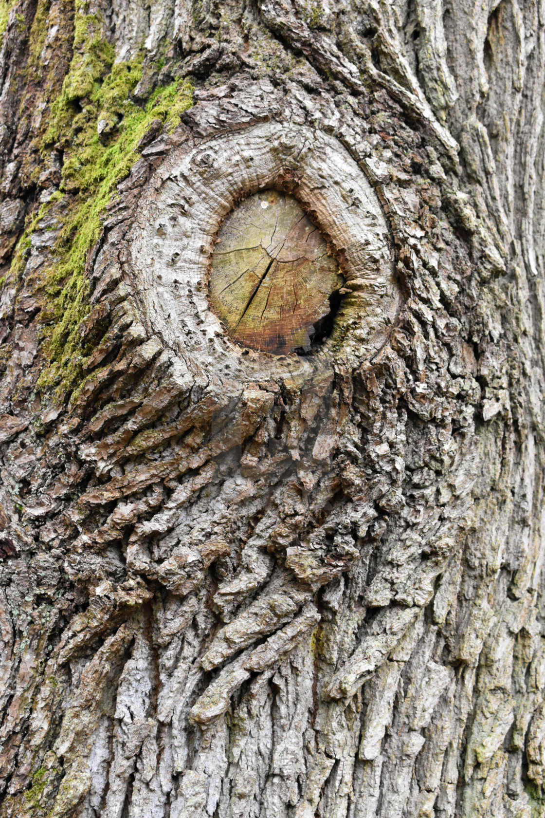 "Eye of Tree" stock image