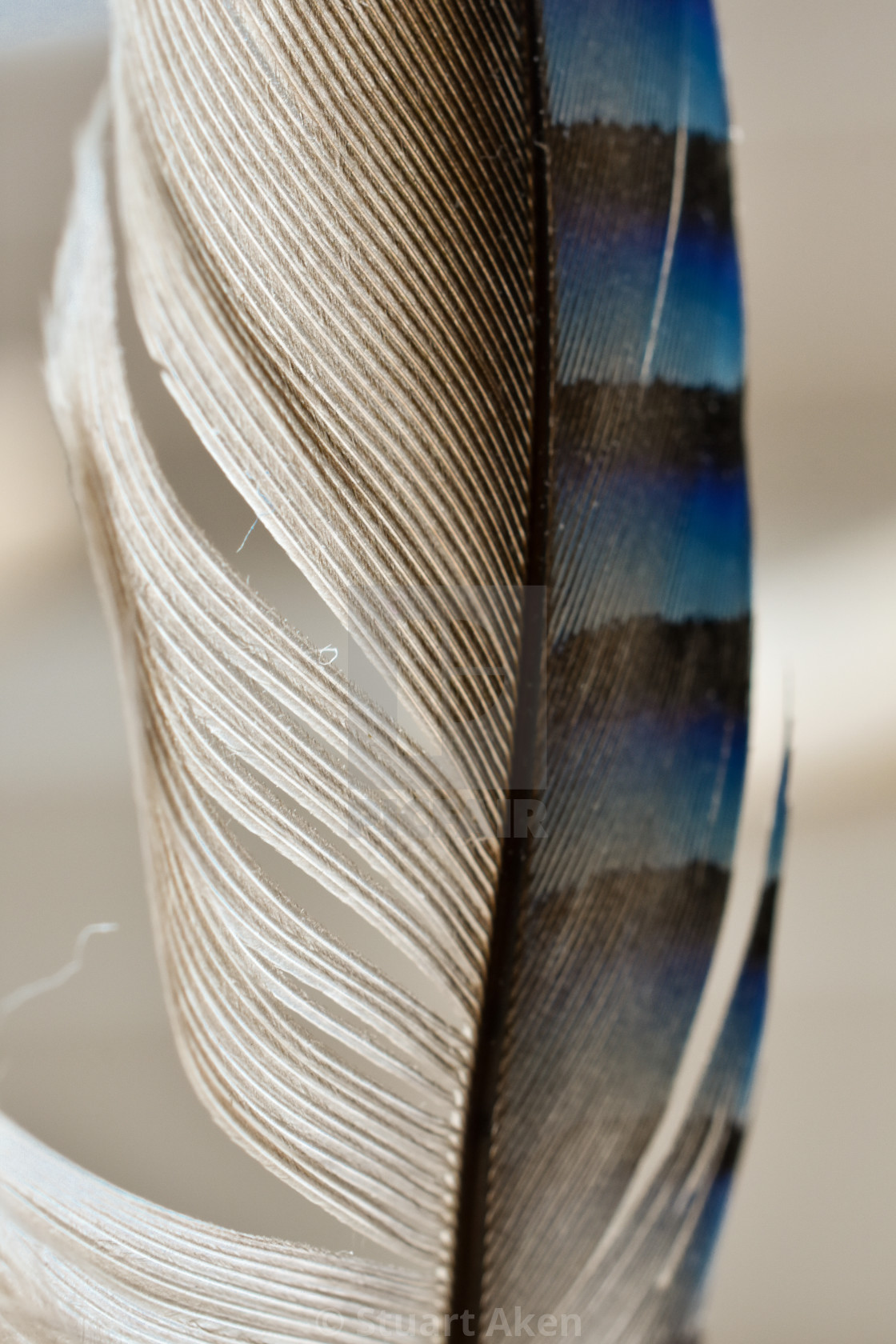 "Feather" stock image