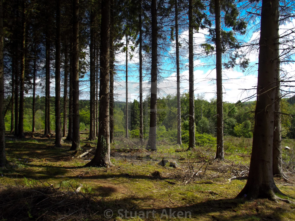 "Among Tall Trees" stock image