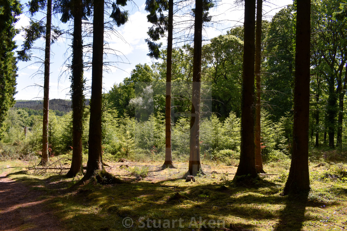 "At the Forest's Edge" stock image