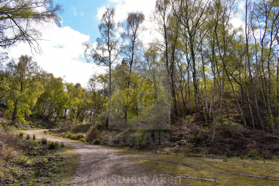 "Birch Copse" stock image