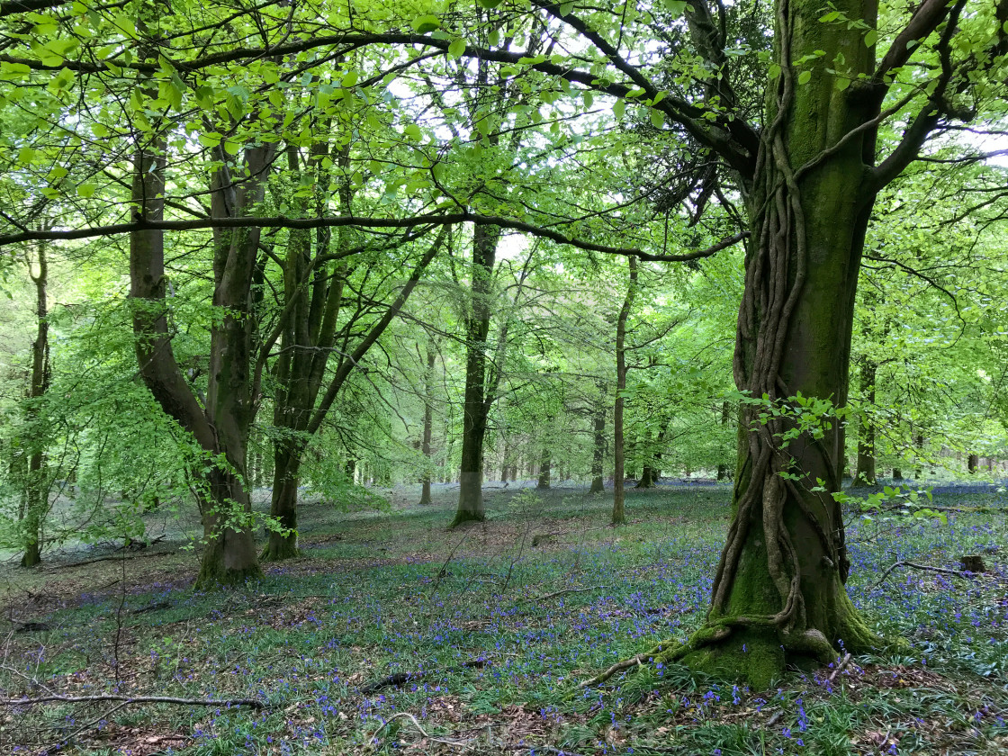 "Bluebell Carpet" stock image