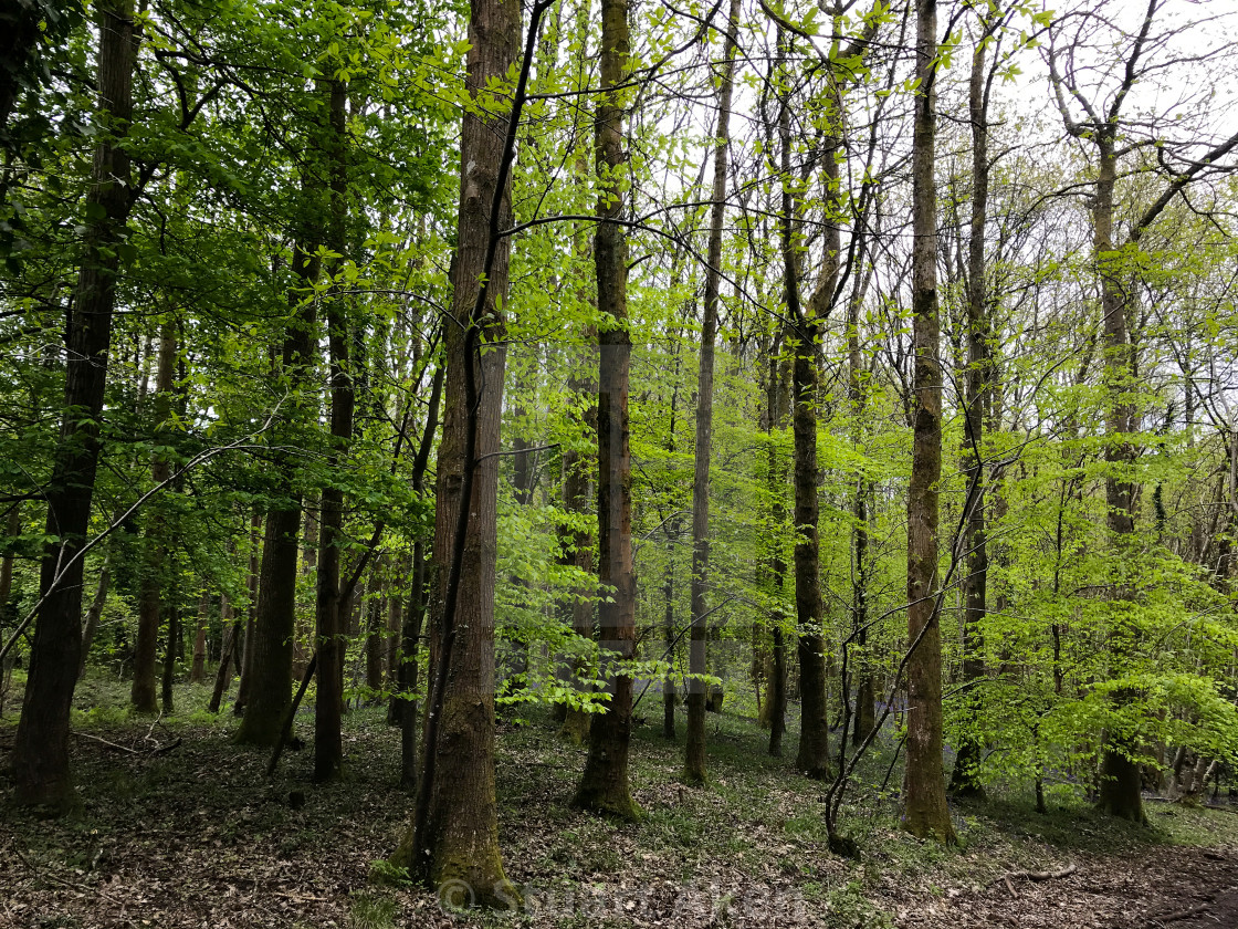 "Early Leaves" stock image