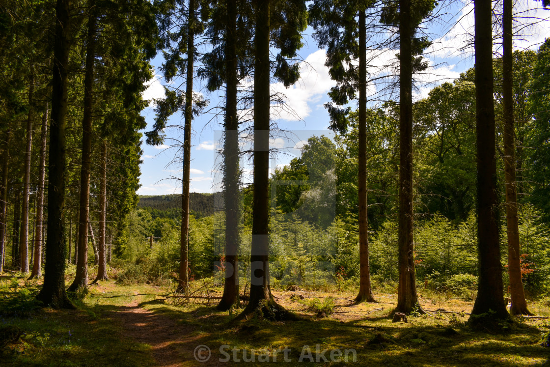 "Forest Edge" stock image