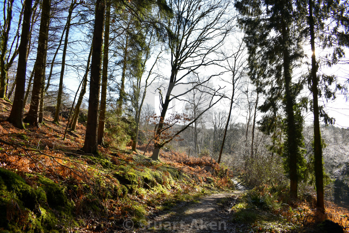 "Afternoon Light" stock image