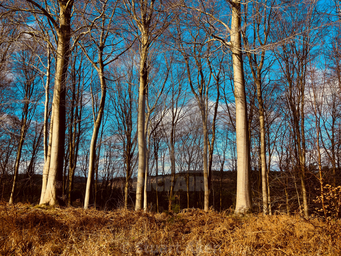 "Beech Woodland" stock image