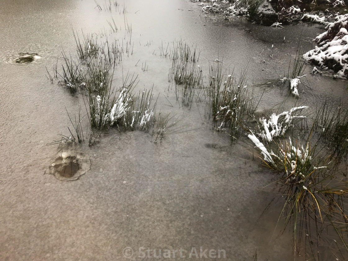 "Snowy Marsh" stock image