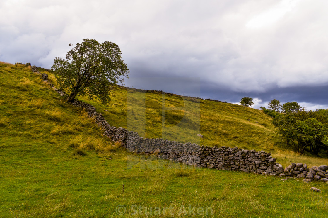 "Leaning Tree" stock image