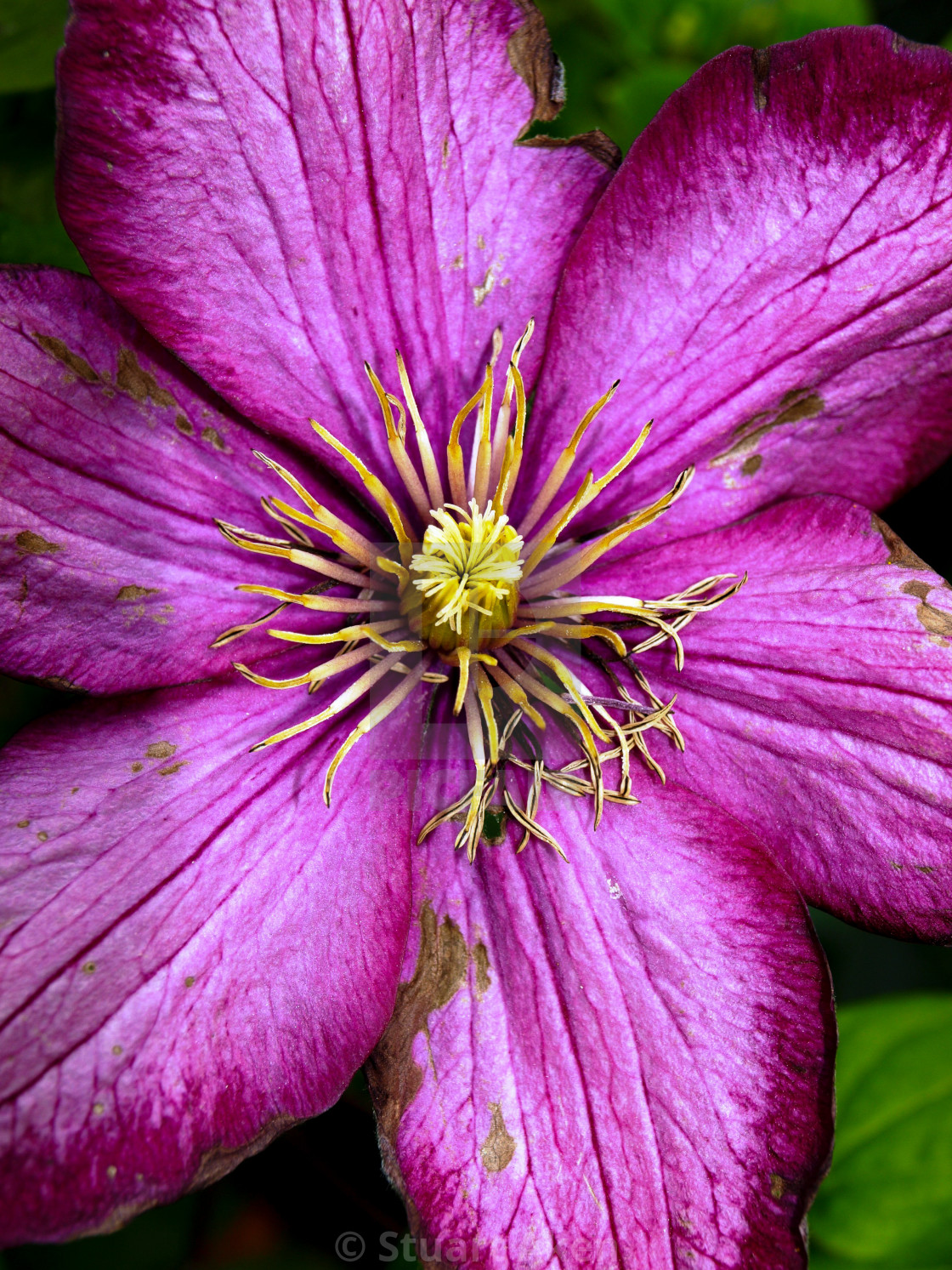 "Fading Flower" stock image