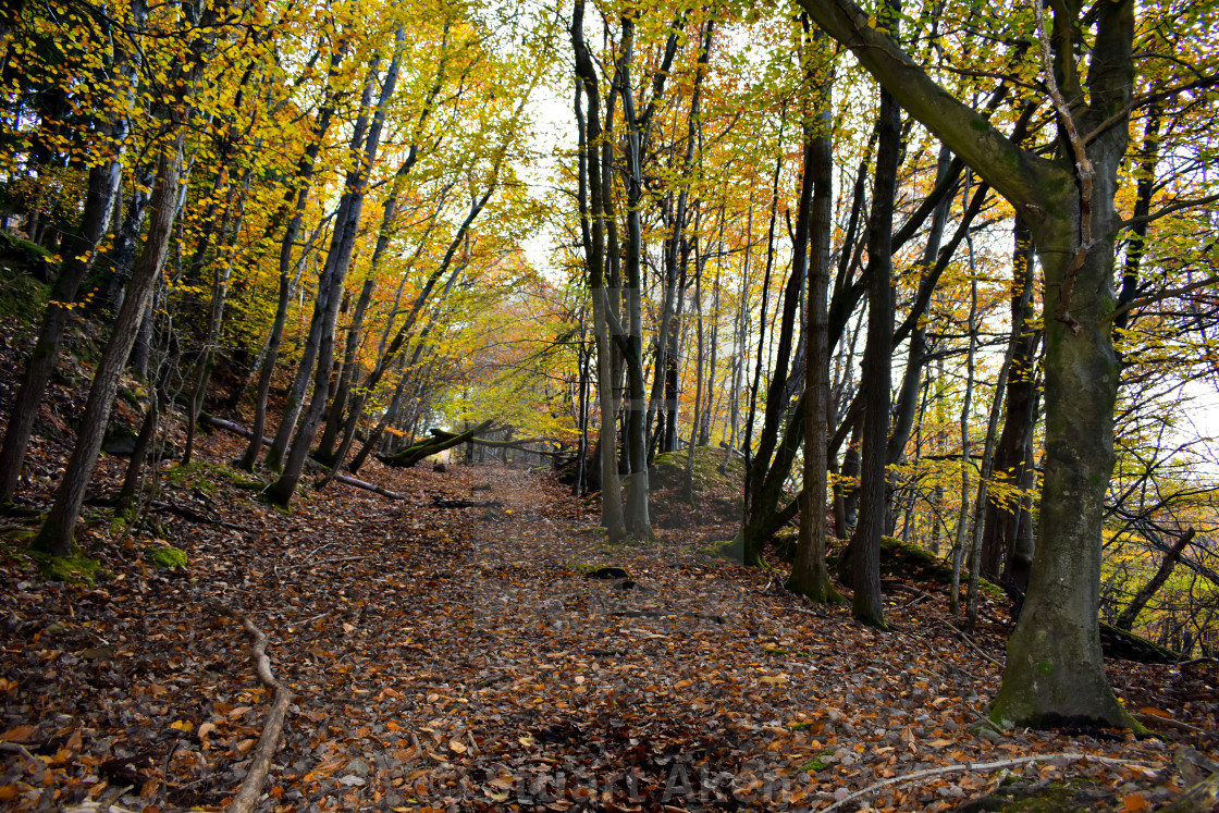 "Carpet of Leaves" stock image