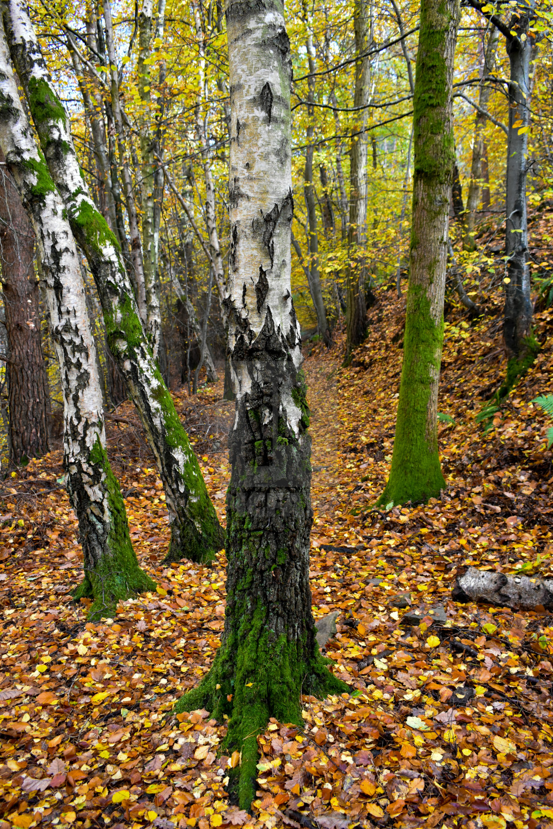 "Lichen on Birch" stock image