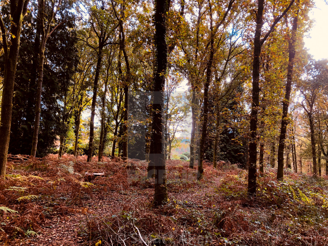 "Oaks in Autumn" stock image