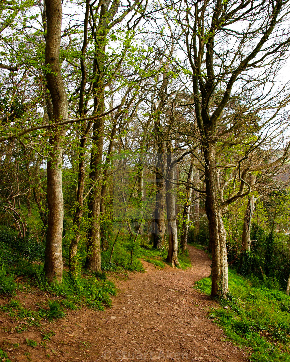 "Path Through the Trees" stock image